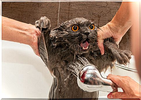 Person bathing his cat.