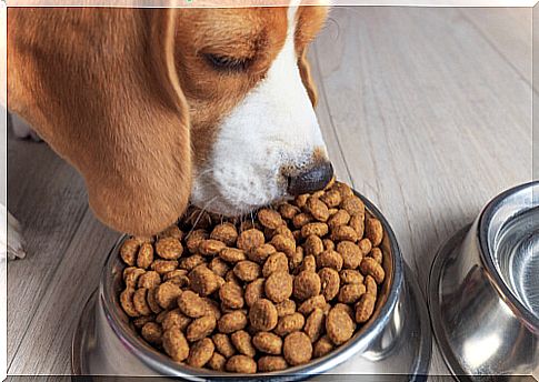 3 things you didn't know about dog food