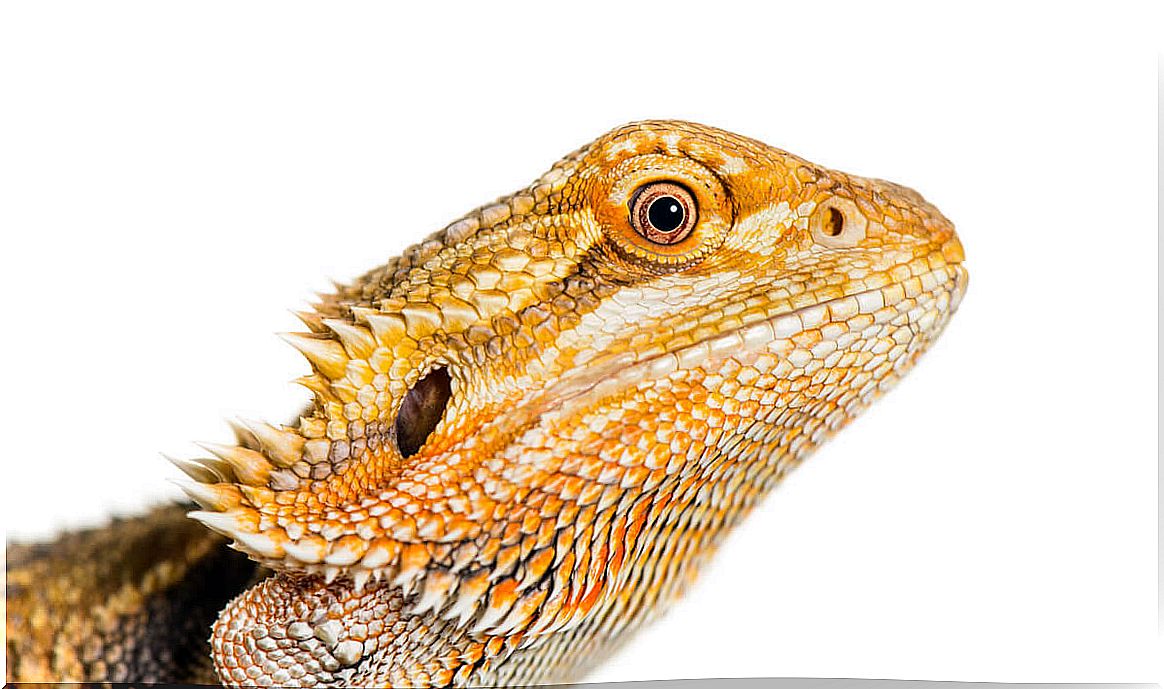 4 curiosities of bearded dragons