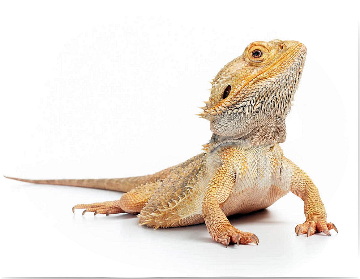 A pogona on a white background.