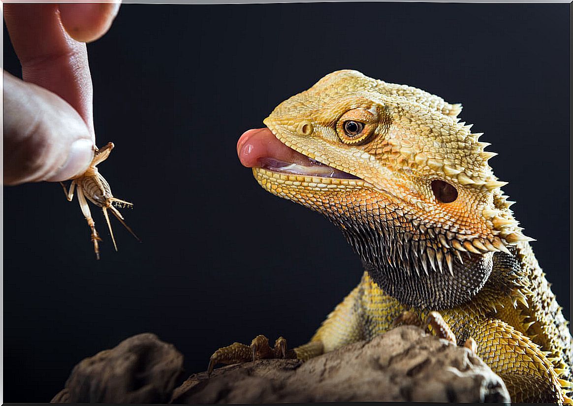 The curiosities of bearded dragons are many.