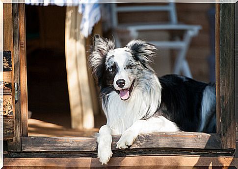 4 tips for building a doghouse in the garden