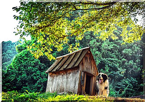 Dog house for garden