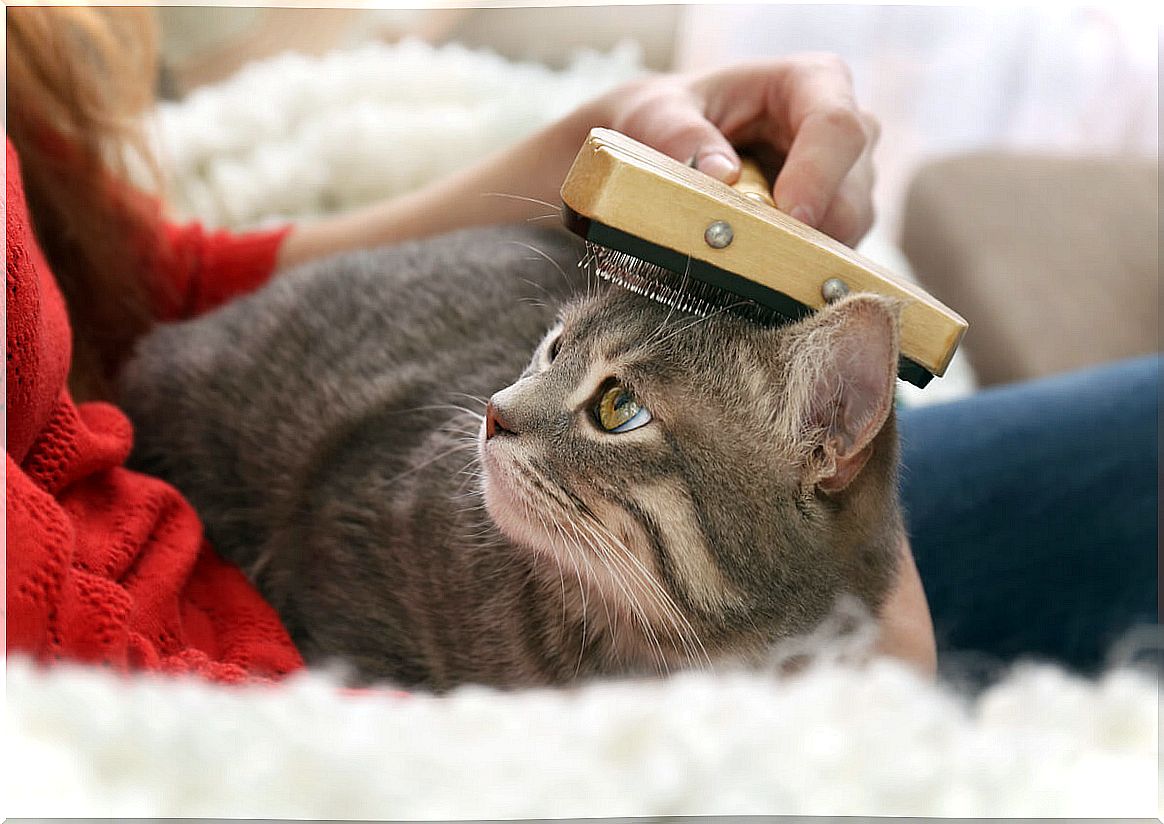 Hair brushing in cats.