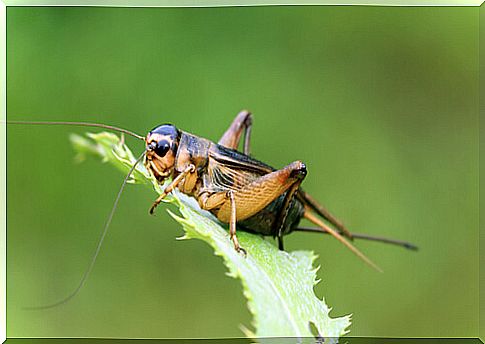 Animals considered good luck: cricket