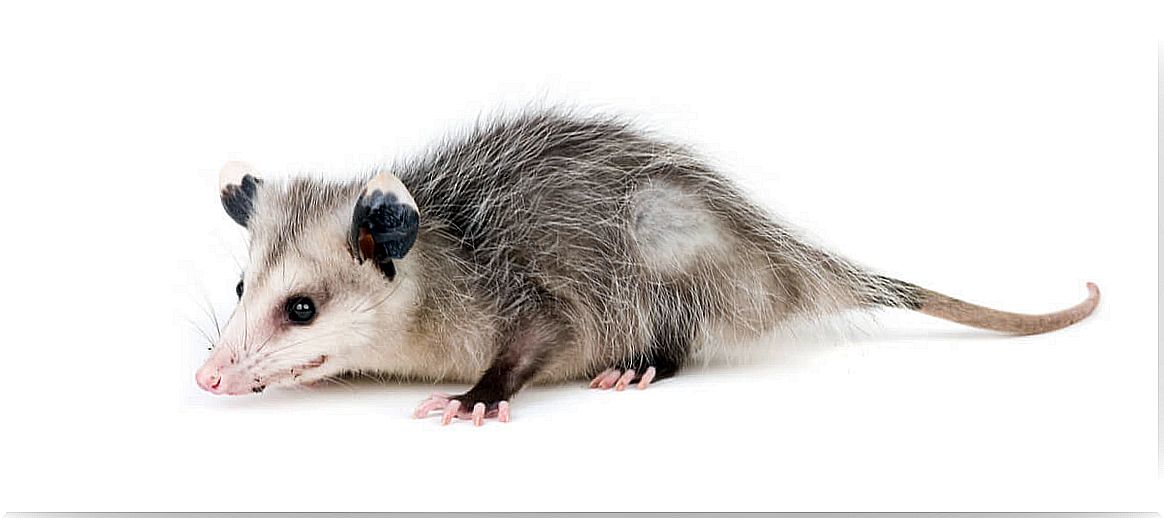 Are Possums Dangerous?