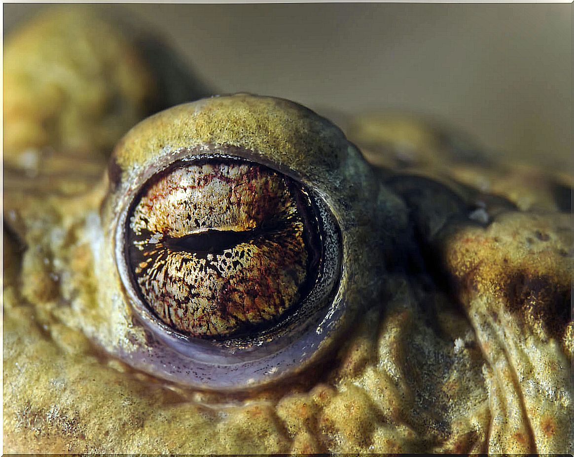 The eye of a toad.