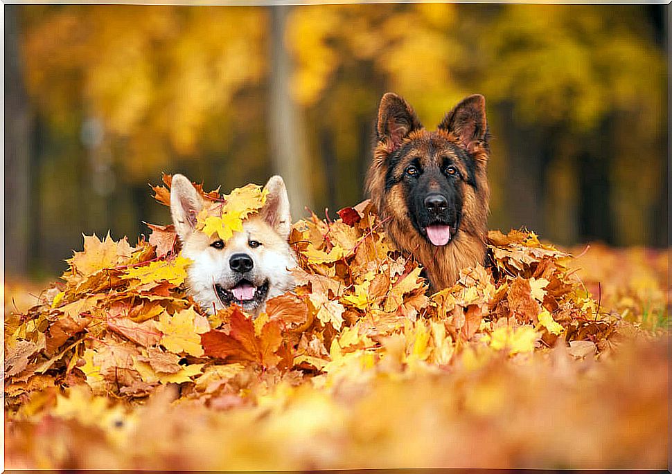 5 dangers for your dog in the fall season that you need to prevent