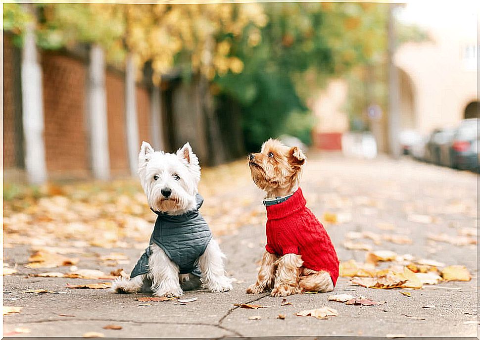 Dogs with coats.