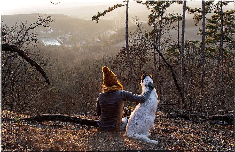 Walks with your dog in the woods.