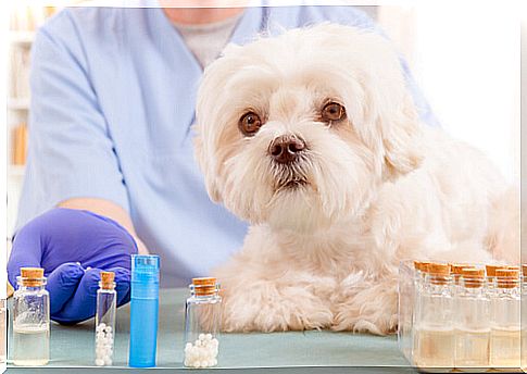 5 natural oils that should be in your dog's medicine cabinet