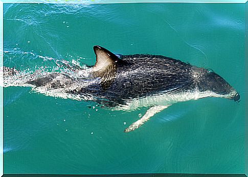 Dusky dolphin: feeding