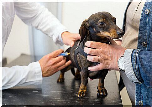 Dog vaccination