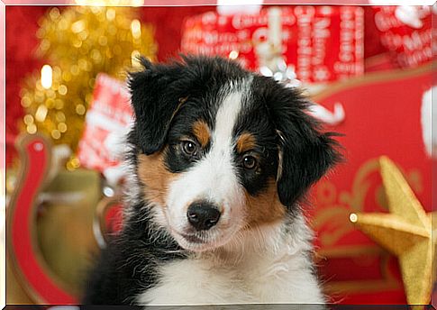 5 tips to take care of pets at Christmas