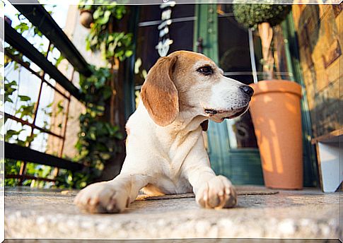 5 tricks to make the dog that spends a lot of time alone at home happier