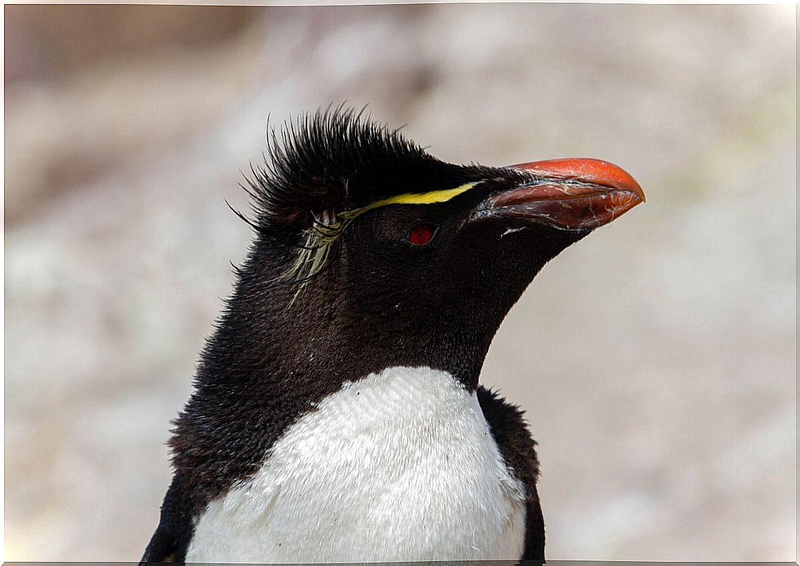 The eyebrows of a yellow penguin.