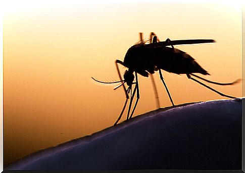 7 curiosities about mosquitoes