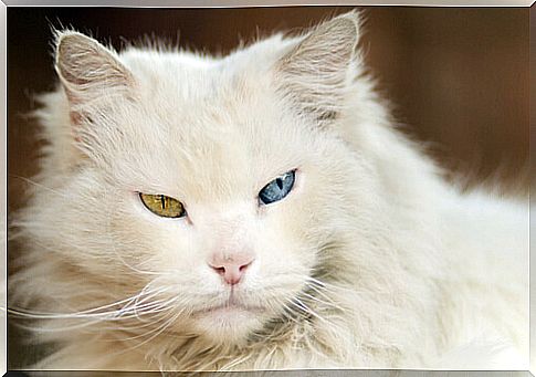 gato albino