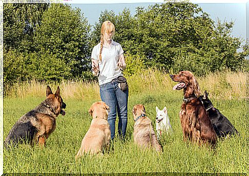 7 tips to choose the best sitter for your dog