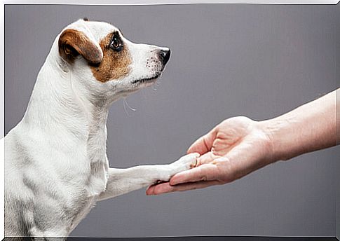 Cómo cuidar las patas de los perros