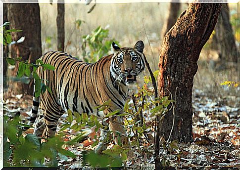 Bengal tiger in the jungle