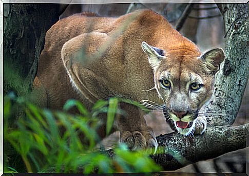 Puma in the jungle