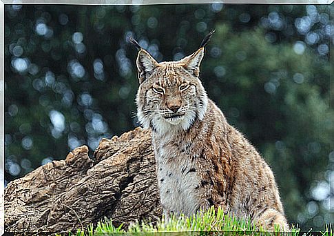 Lince iberico