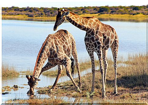 Los animales salvajes se reducen a la mitad en 40 años