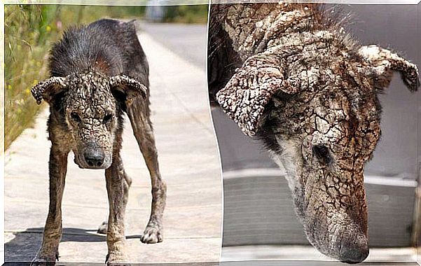 perro con sarna extrema