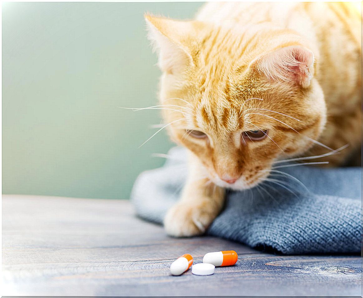 Vitamins for cats.