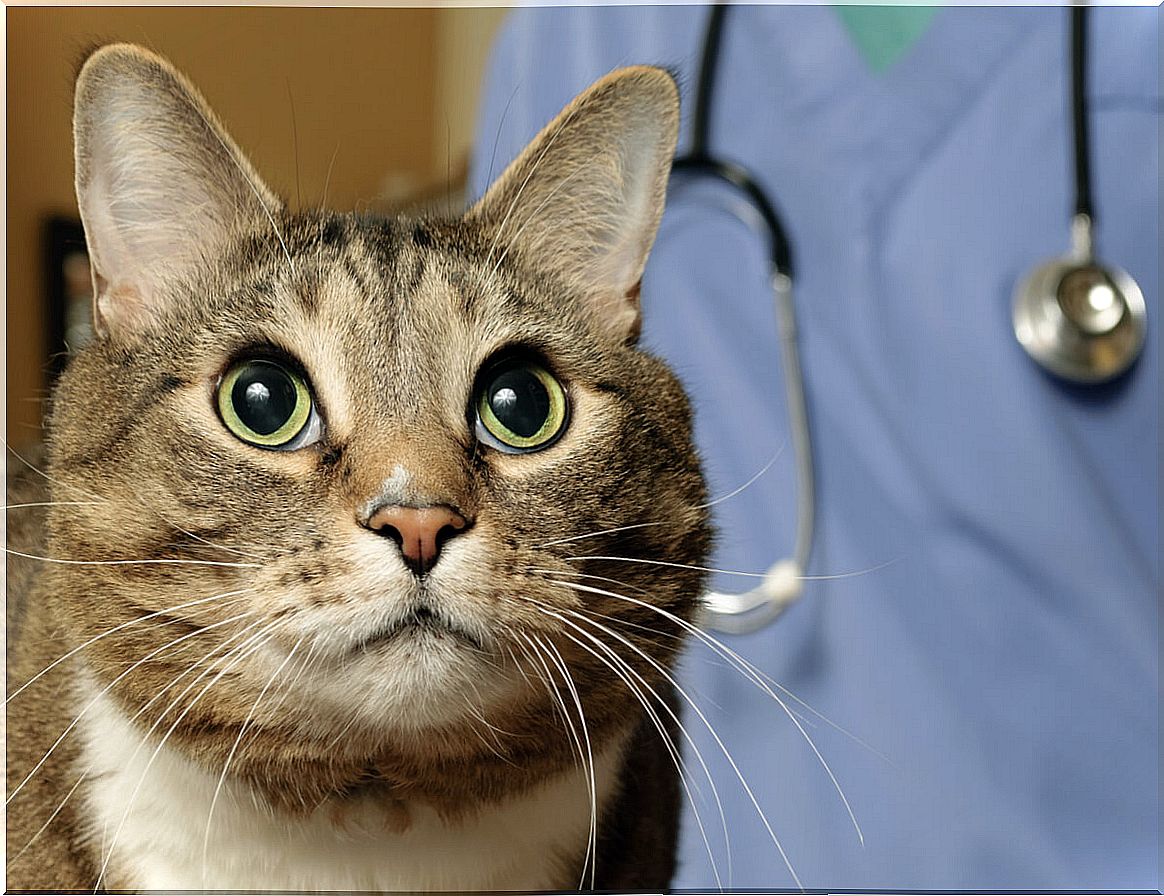 Acromegaly in cats is a chronic problem.