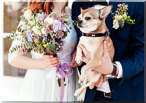 Dog attending a wedding