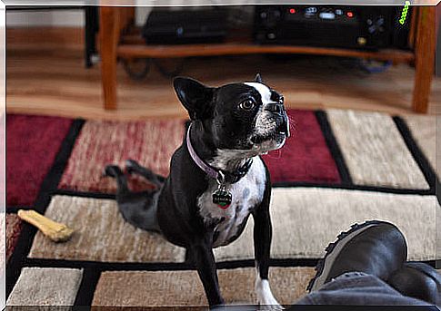 Dogs that can do yoga