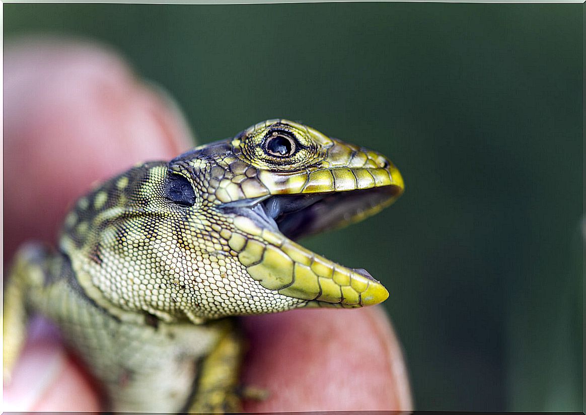 An angry green lizard.