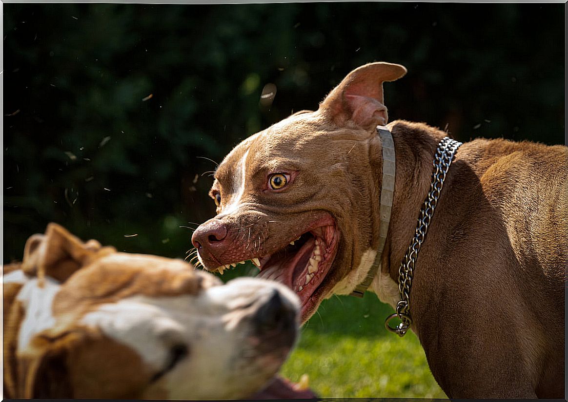 Two aggressive dogs in a fight.