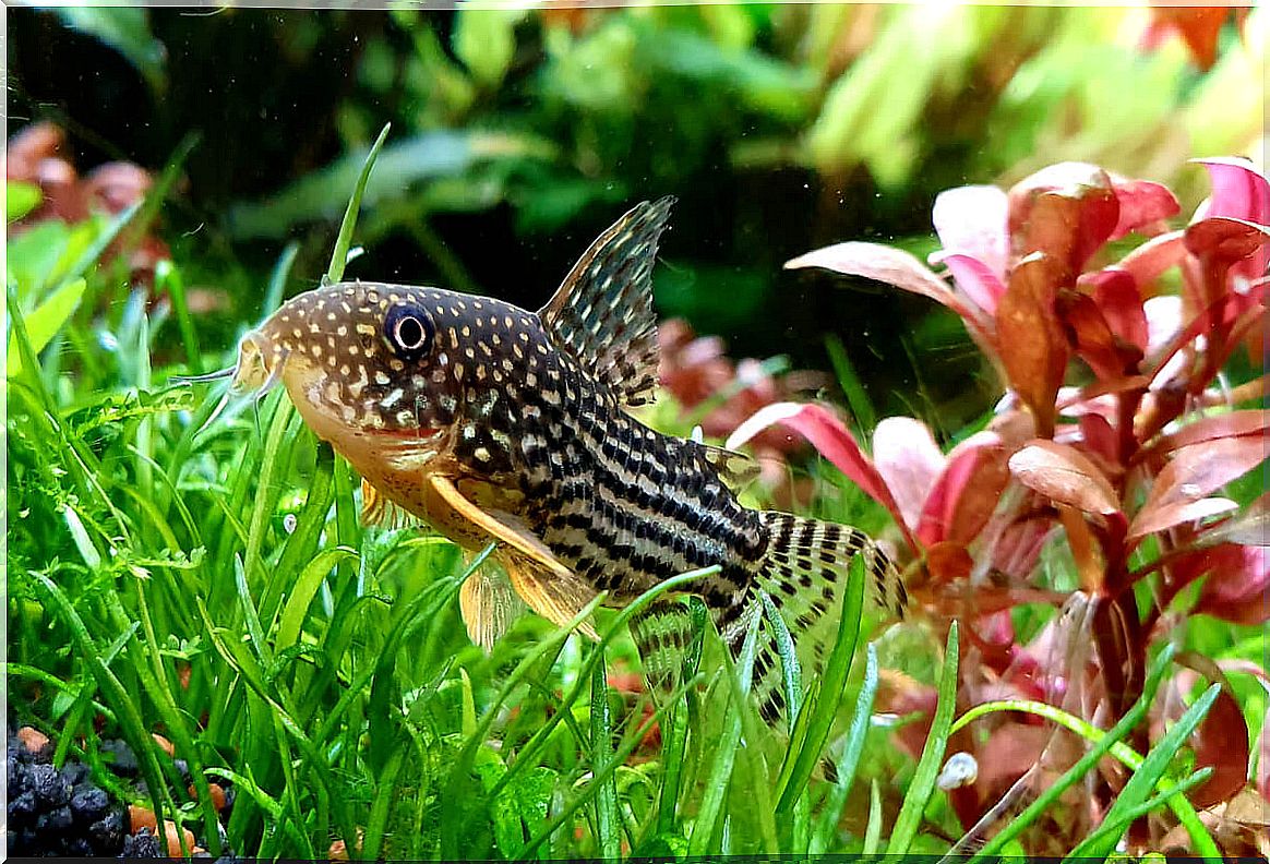 A corydora fish.