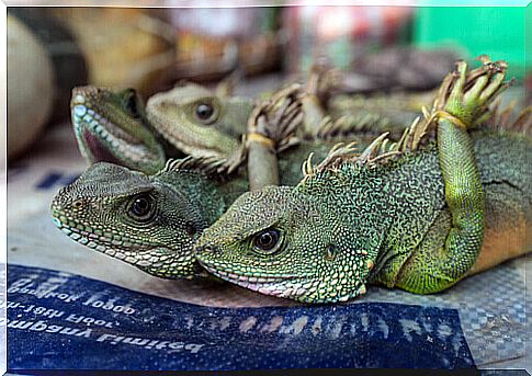 Illegal reptile trade