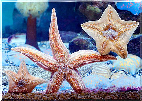 Animals for the aquarium: tips and considerations