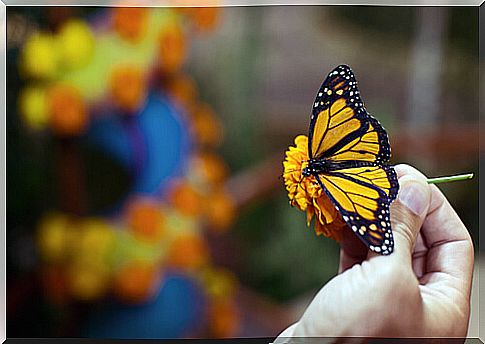 Raising butterflies