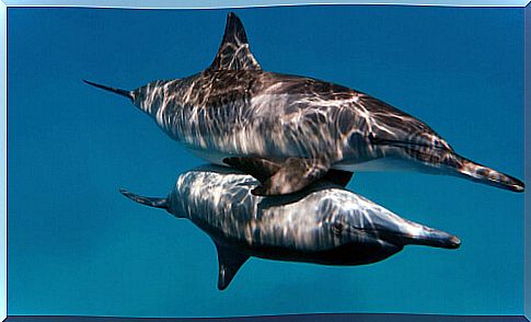 Reproduction of the bottlenose dolphin