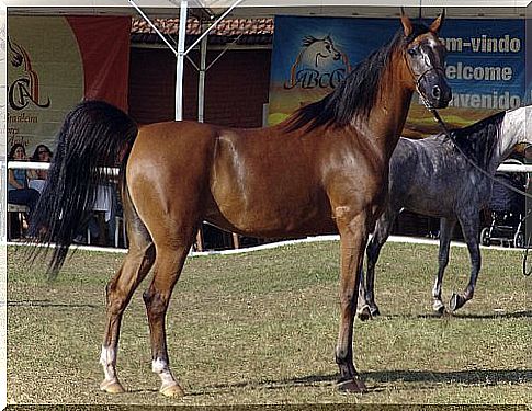 Caballo arabe en una exhibicion