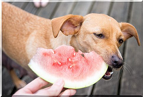 Are there recommended fruits for dogs?