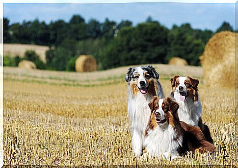 Australian sheepdog