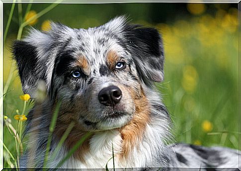 Face of an Australian Shepherd Dog