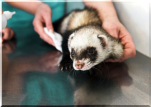 ferret at the vet