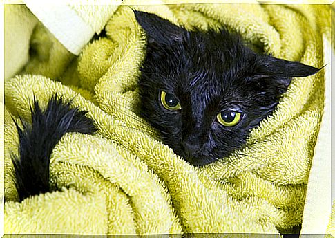 The black cat requires numerous attention, pampering and care