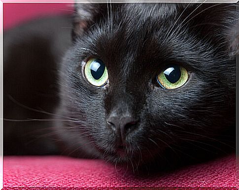 The black cat has been wronged by the many superstitions that revolve around him