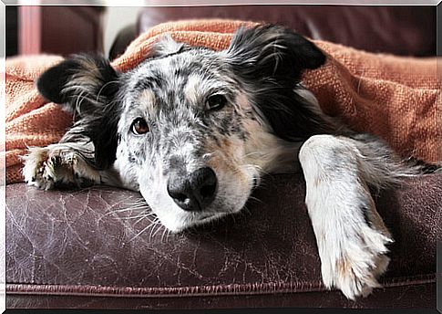 Border collies and their most common health problems