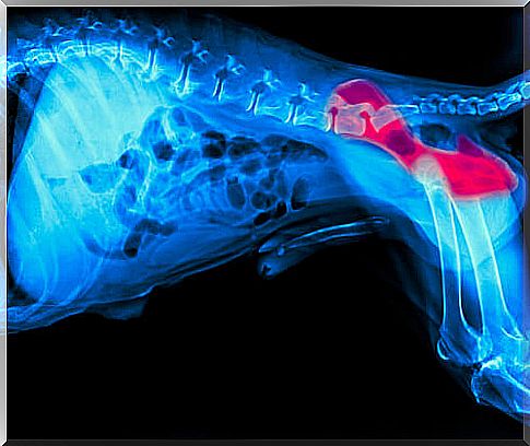 Dog hip dysplasia: causes