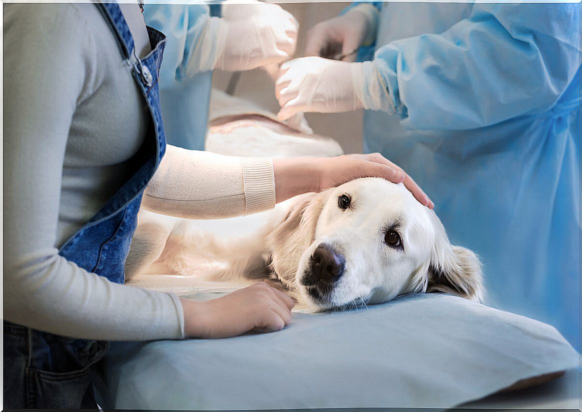 A dog being operated on.